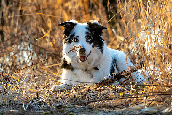 DSC_3785
