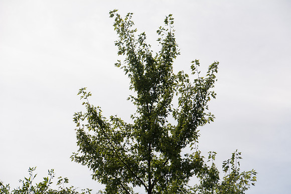 DSC_5199-90